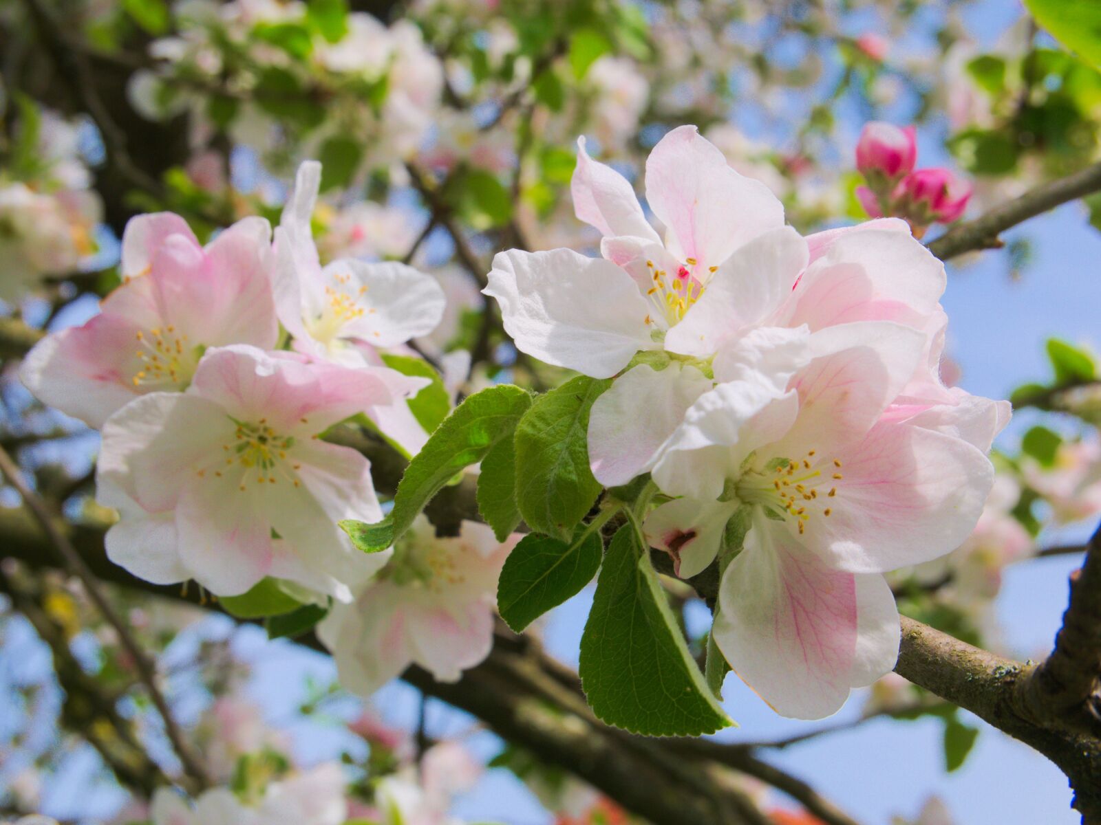 Panasonic DMC-G81 sample photo. Blossom, bloom, spring photography
