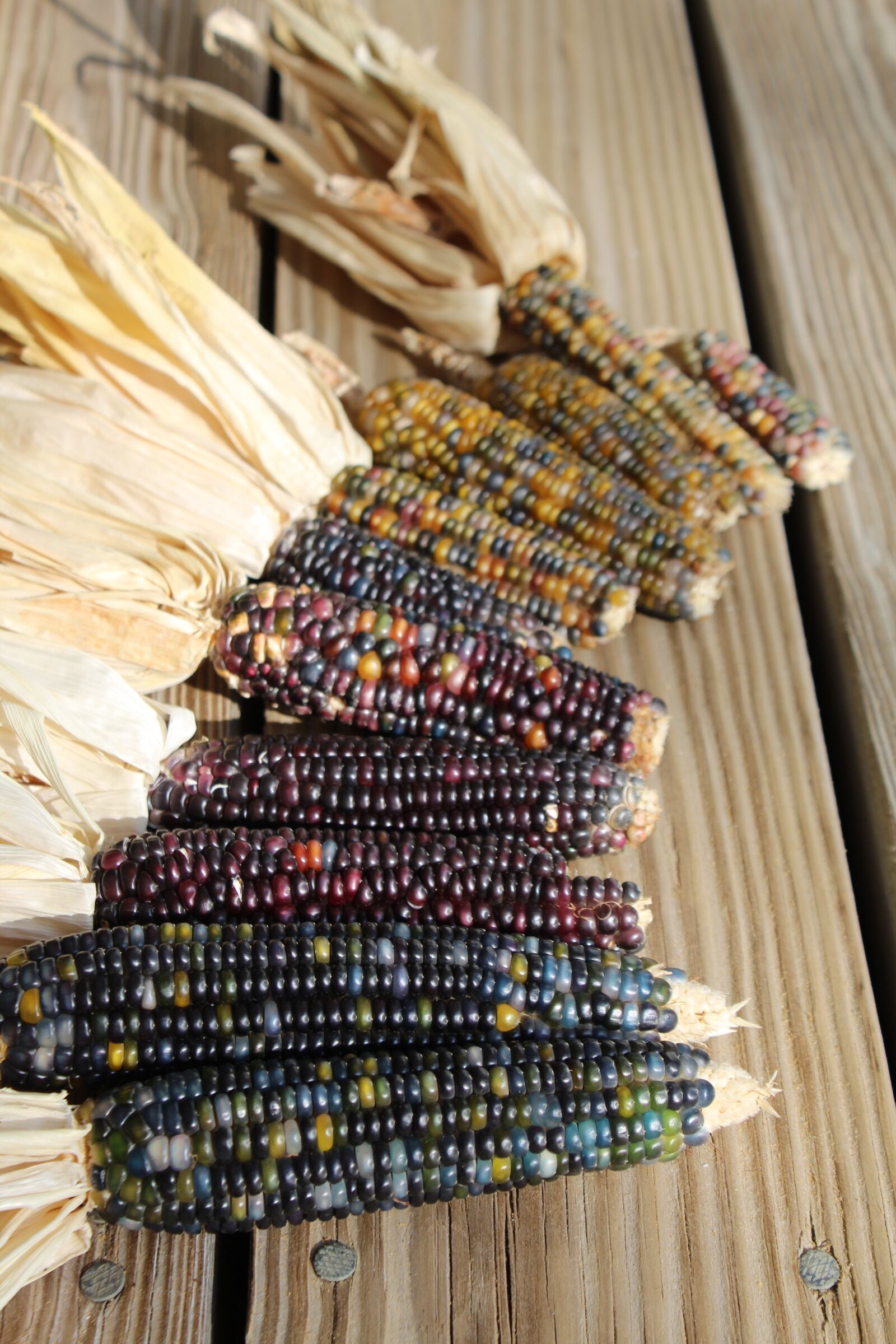 Canon EOS 1200D (EOS Rebel T5 / EOS Kiss X70 / EOS Hi) sample photo. Corn, harvest, colors photography