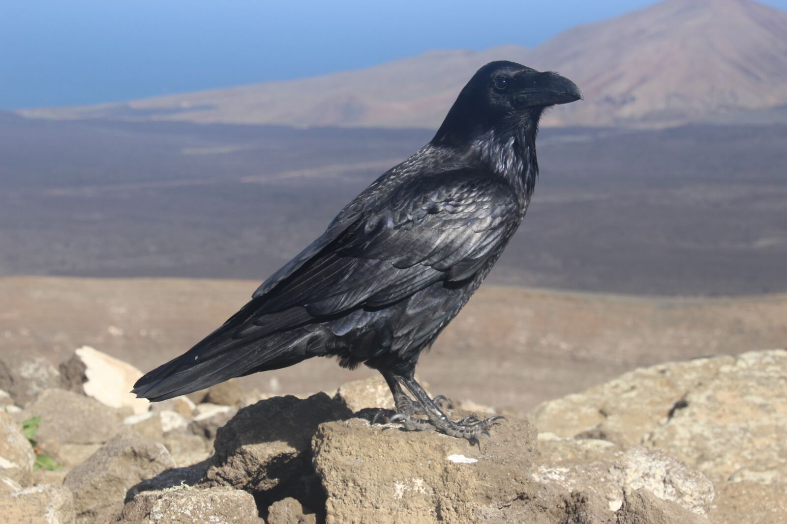 Canon EOS 600D (Rebel EOS T3i / EOS Kiss X5) sample photo. Canary crow, canary islands photography
