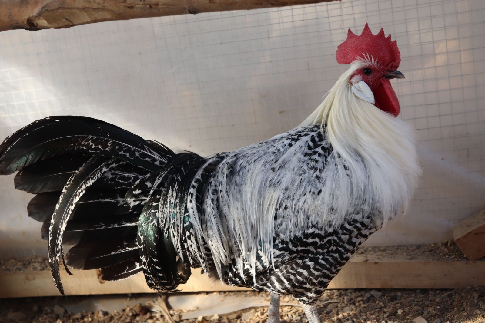 Canon EOS 200D (EOS Rebel SL2 / EOS Kiss X9) sample photo. Brakel, brakel chicken, brakel photography