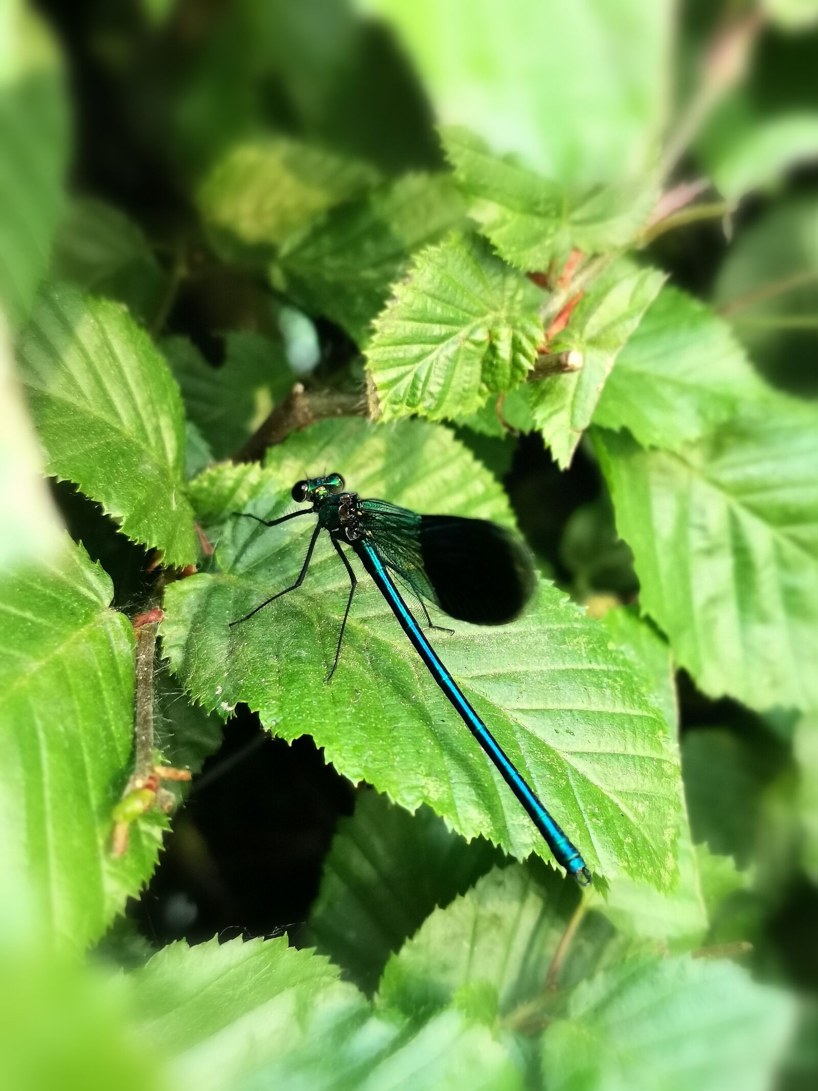 HUAWEI P30 Pro sample photo. Dragonfly, insect, wing photography