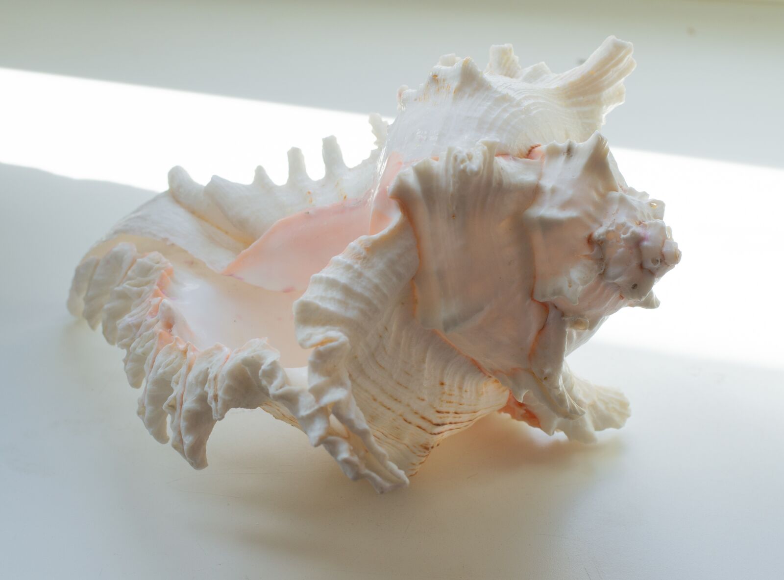 Nikon D3100 sample photo. Shell, big shell, sea photography