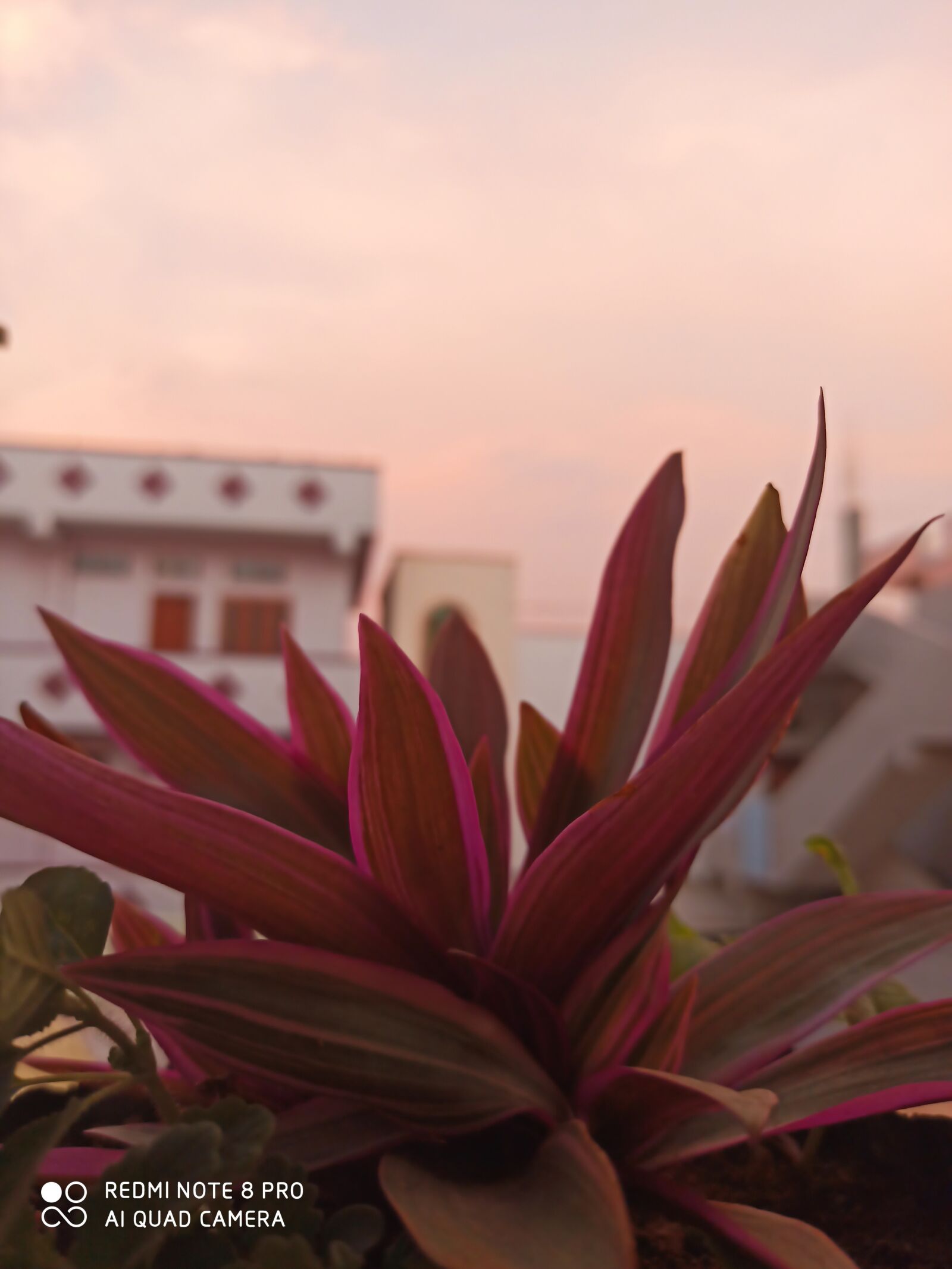 Xiaomi Redmi Note 8 Pro sample photo. Indian, flowers, love photography