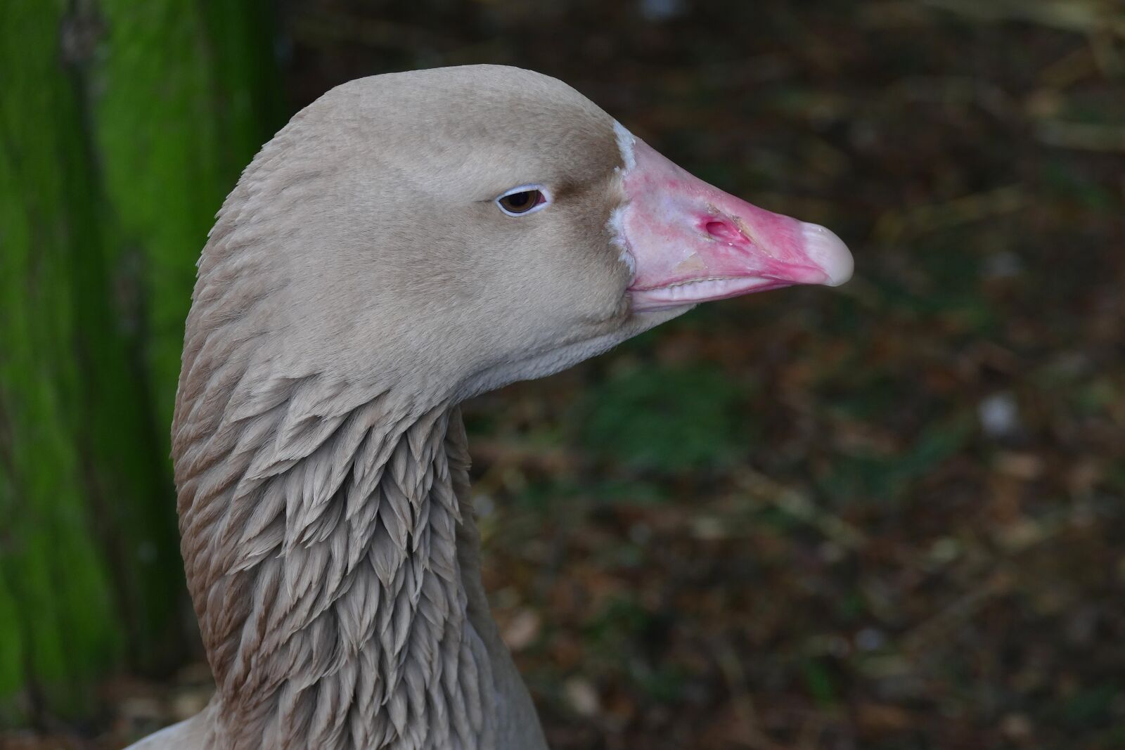 Panasonic Lumix DMC-FZ1000 sample photo. Bird, goose, nature photography