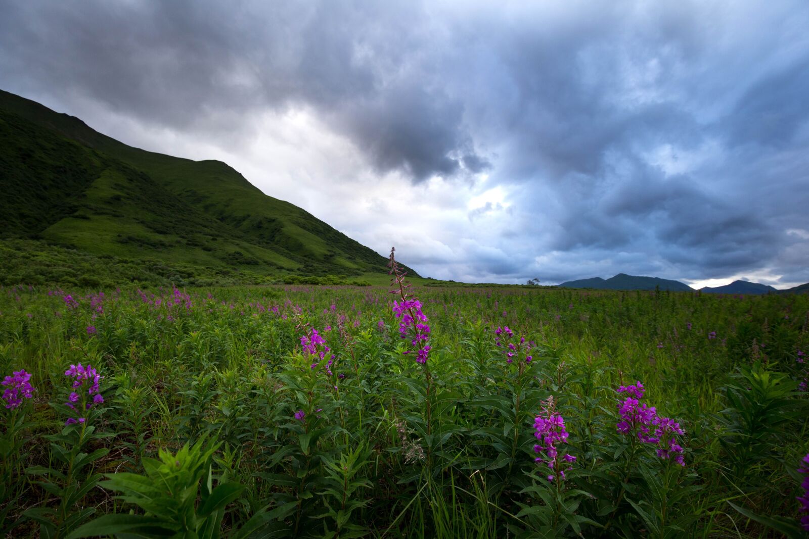 Canon EOS 6D sample photo. Flowered, fireweed, field photography