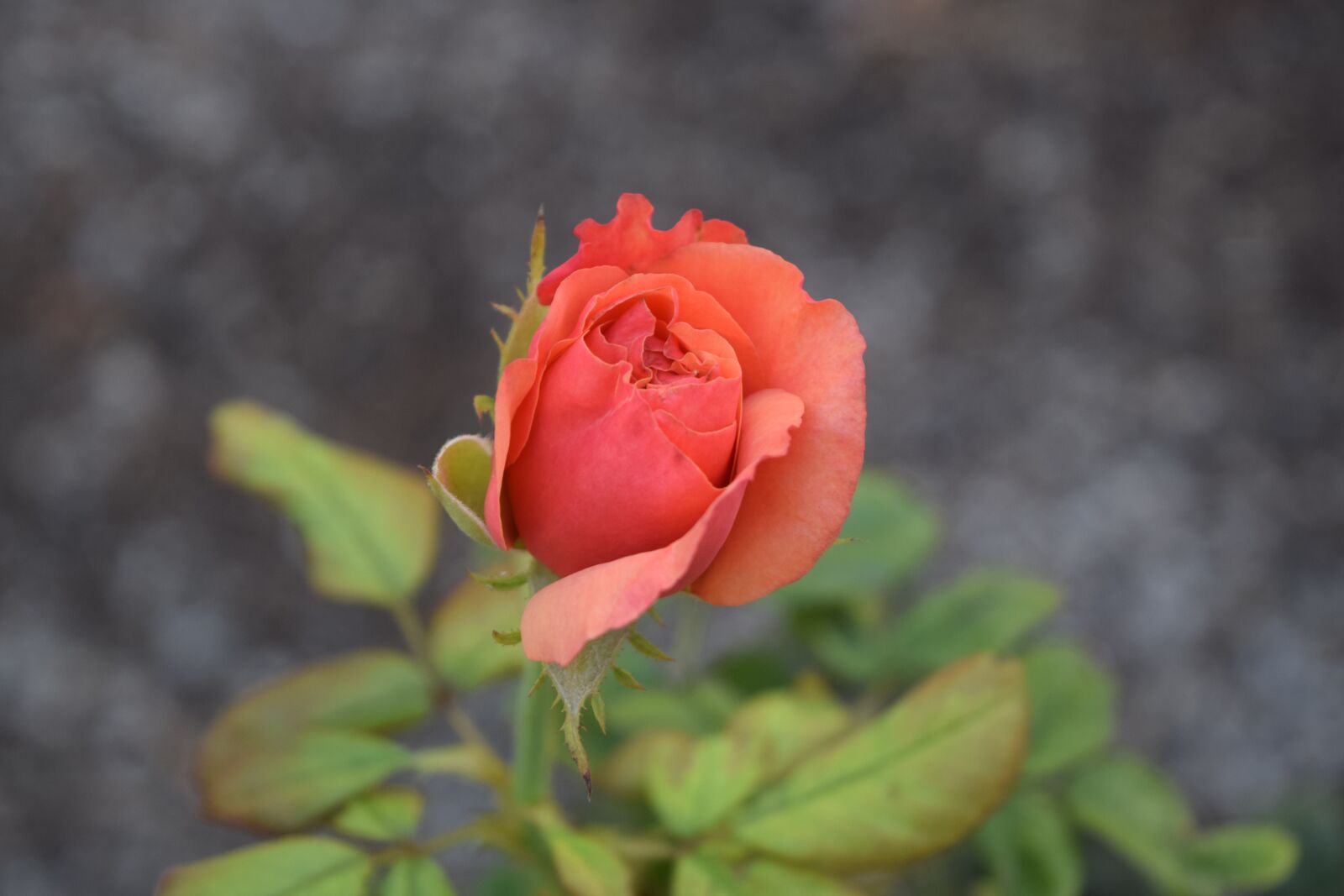 Nikon D5300 sample photo. Roses, garden, redrose photography