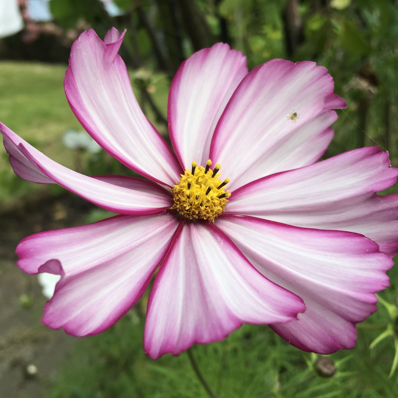 Apple iPad Pro sample photo. Flower, purple, garden photography