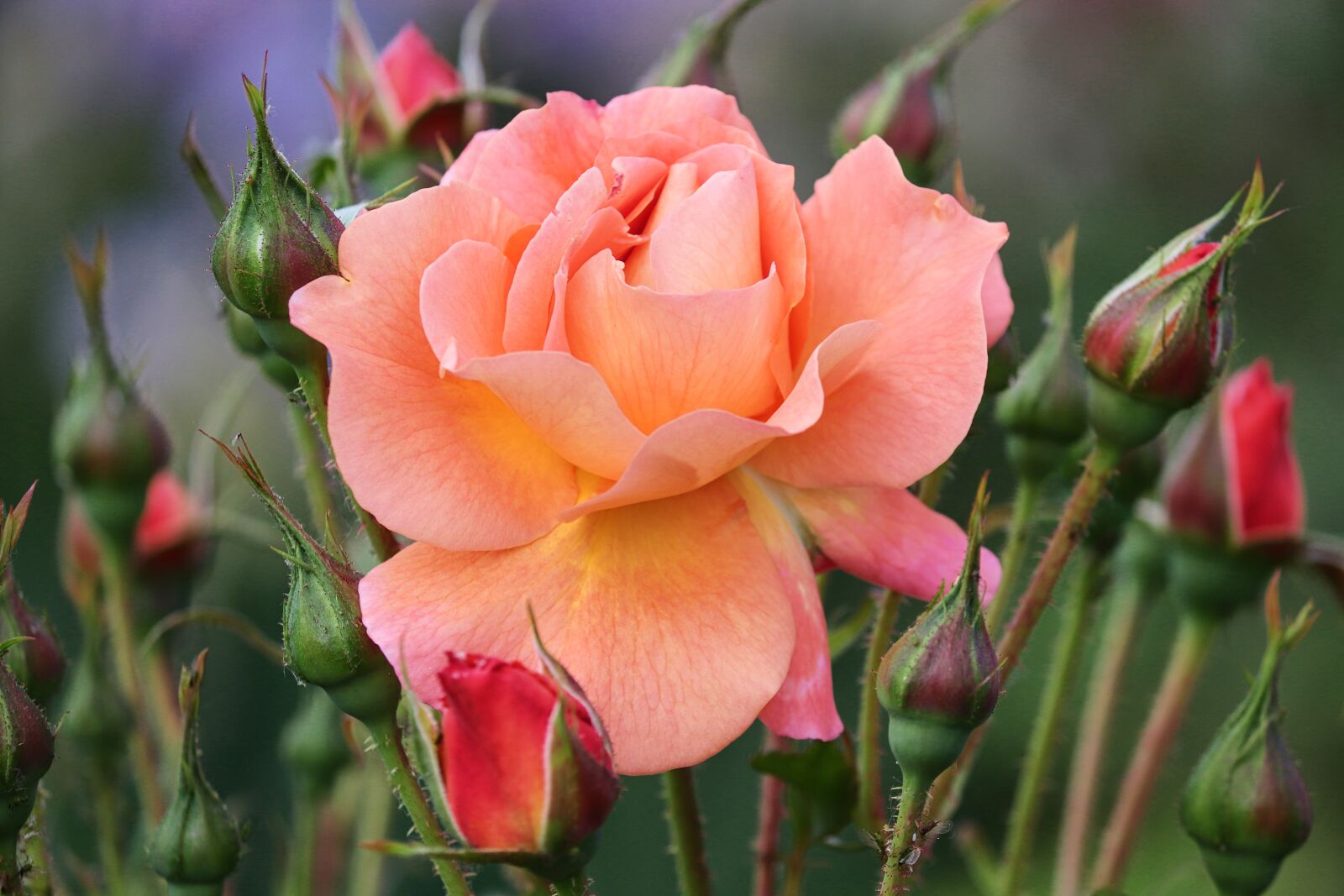 Canon EOS 200D (EOS Rebel SL2 / EOS Kiss X9) sample photo. Rose, bud, orange photography