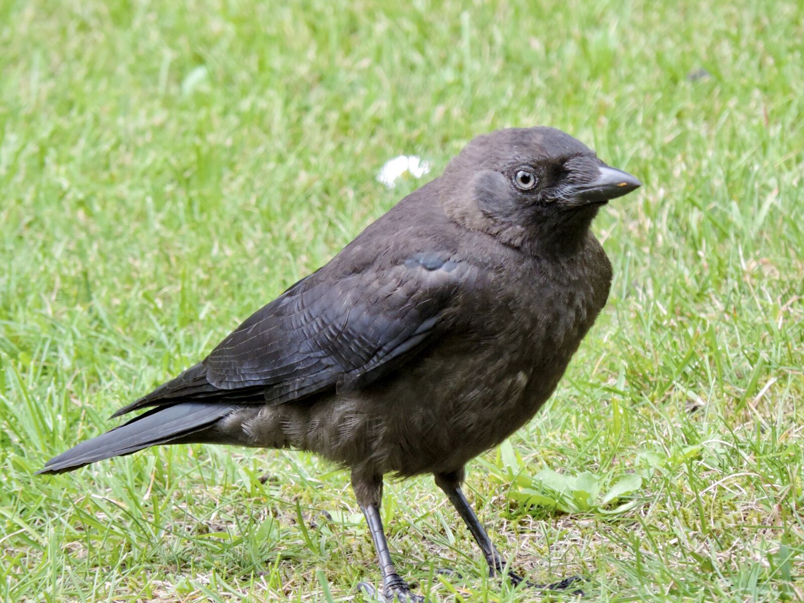 Nikon Coolpix P520 sample photo. Jackdaw, raven bird, corvus photography