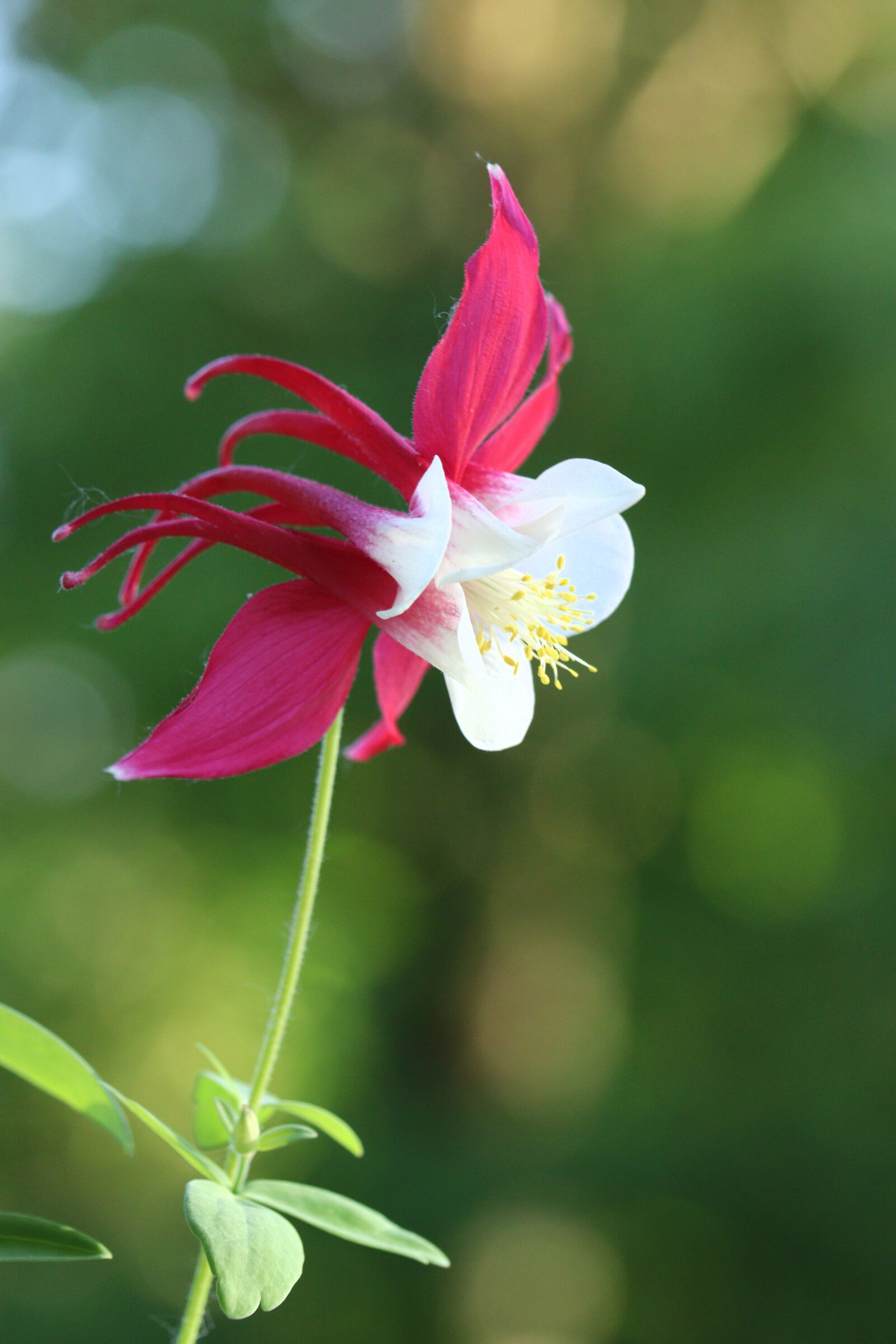 Canon EOS 250D (EOS Rebel SL3 / EOS Kiss X10 / EOS 200D II) sample photo. Columbine, pink, flower photography