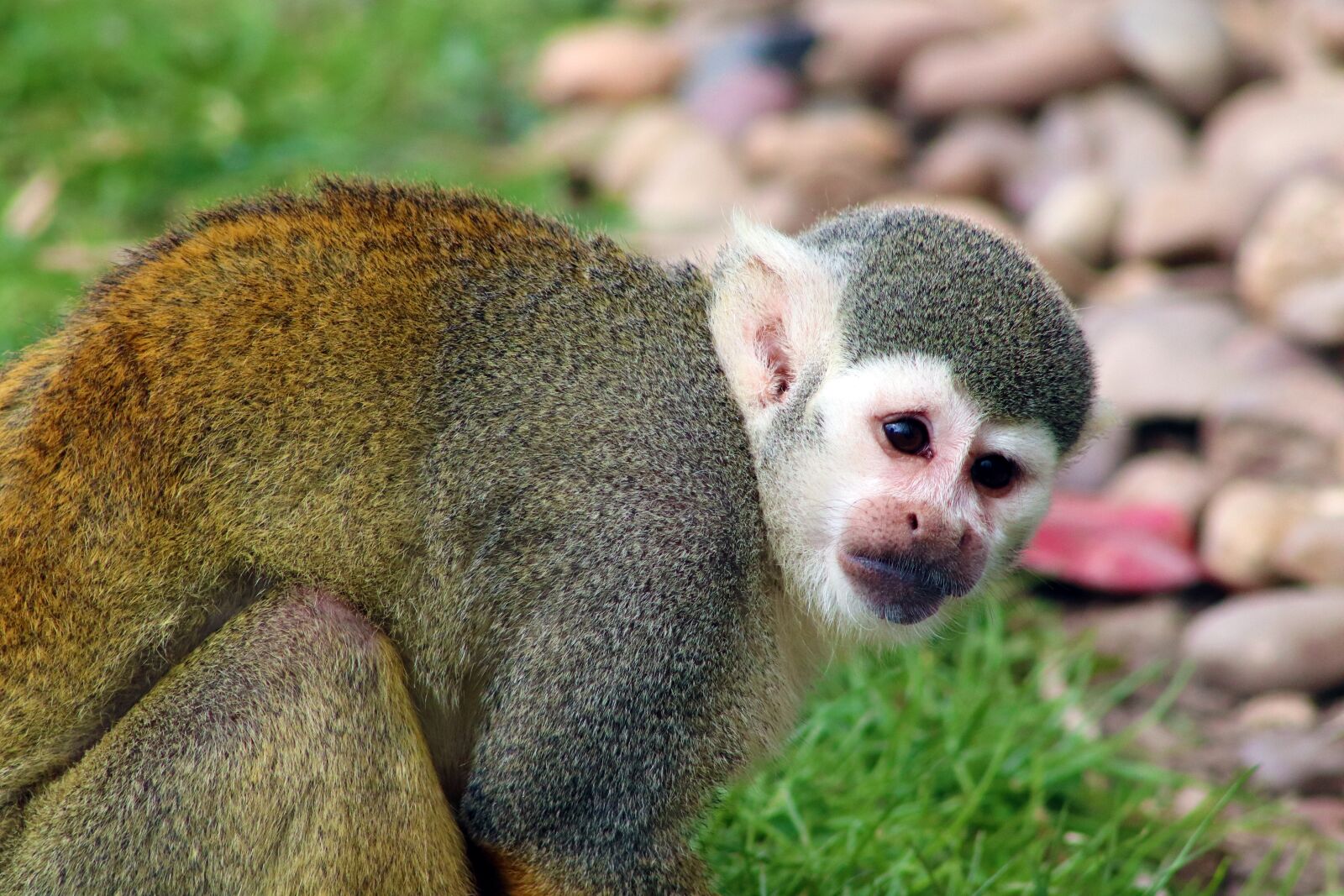 Canon EOS 800D (EOS Rebel T7i / EOS Kiss X9i) sample photo. Monkey, squirrel monkey, mammal photography
