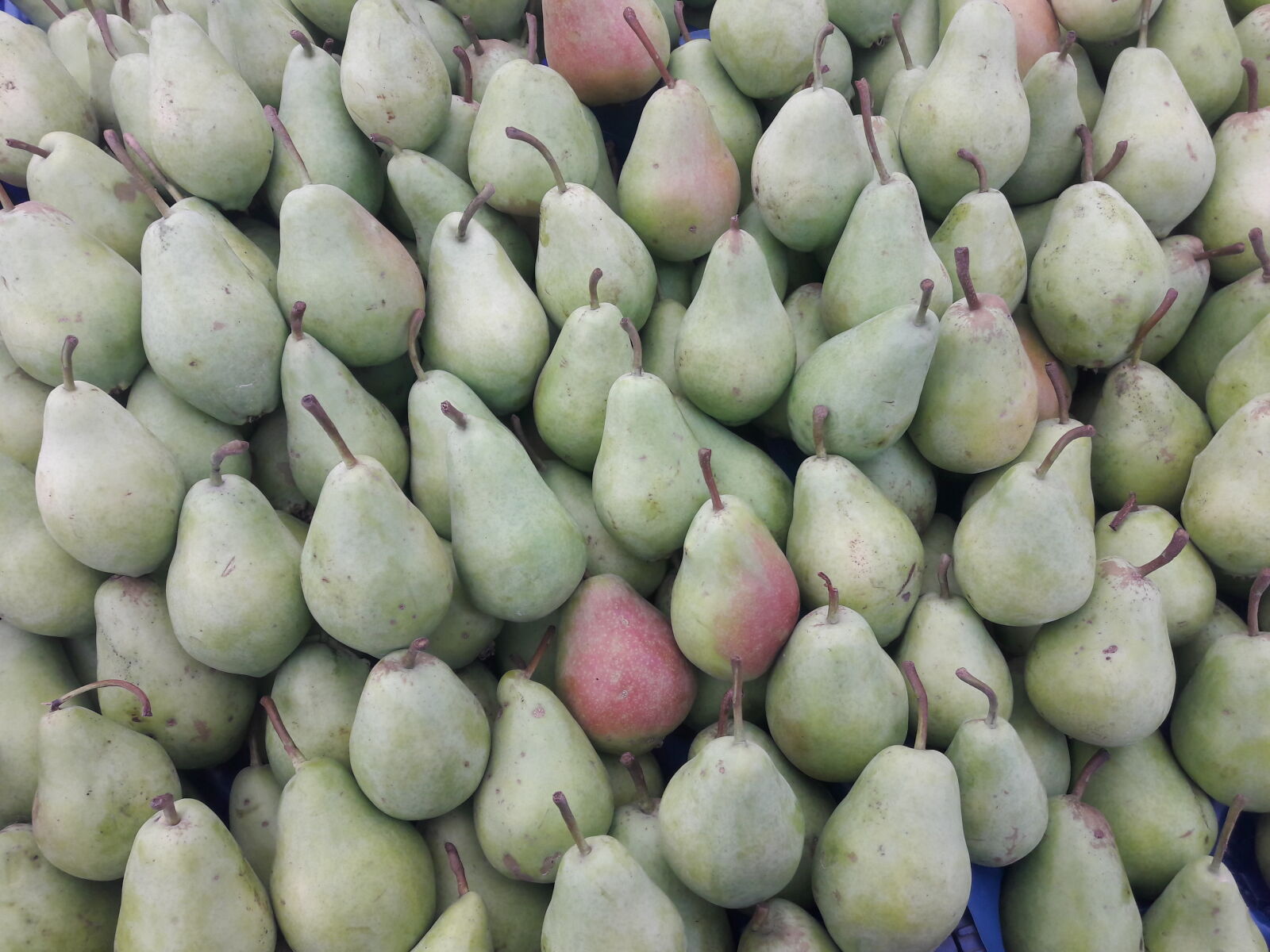 Samsung Galaxy J7 sample photo. Fruits, pears photography