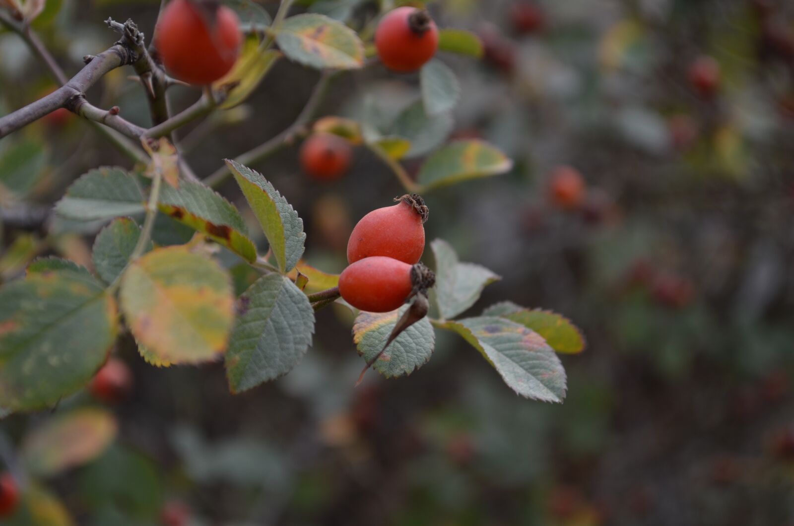 Nikon D5100 sample photo. Rosehip, cranberry, green photography