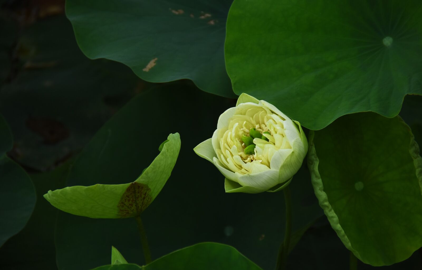 Nikon D7200 sample photo. Golden lotus, blooming, flower photography