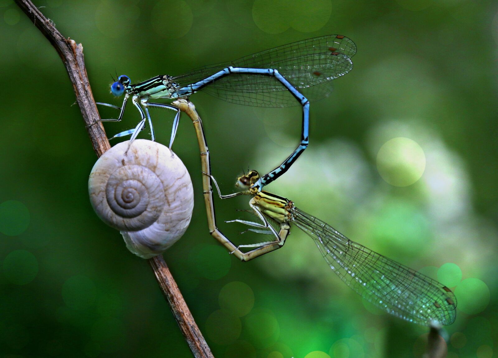 Canon EF-S 60mm F2.8 Macro USM sample photo. Dragonfly, mating, love photography