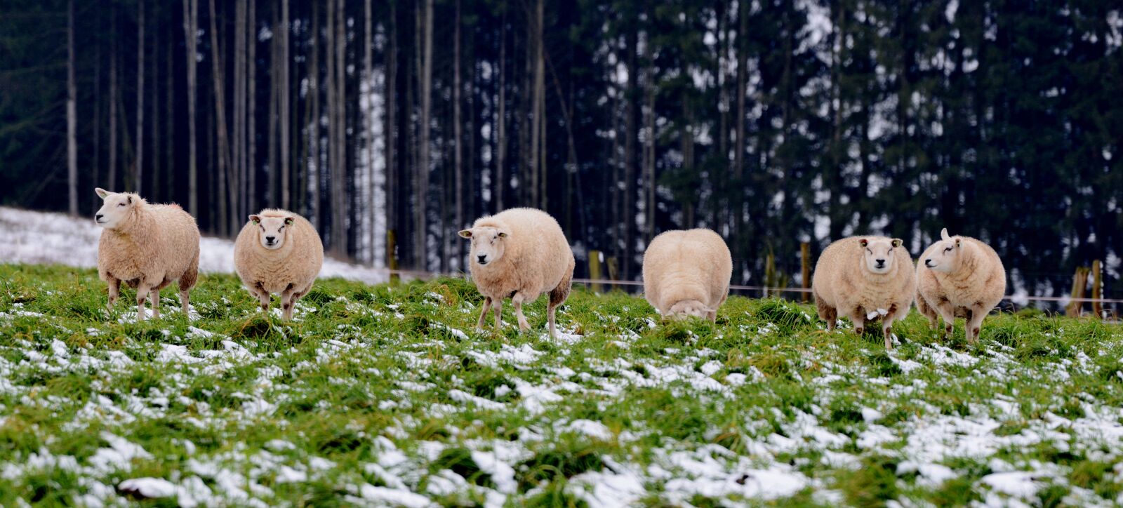 Nikon D600 sample photo. Sheep, mammals, wool photography