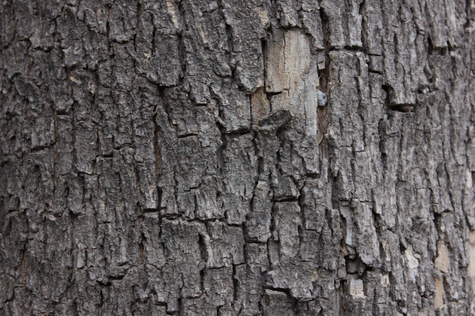 Canon EOS 600D (Rebel EOS T3i / EOS Kiss X5) sample photo. Texture, bark, tree photography