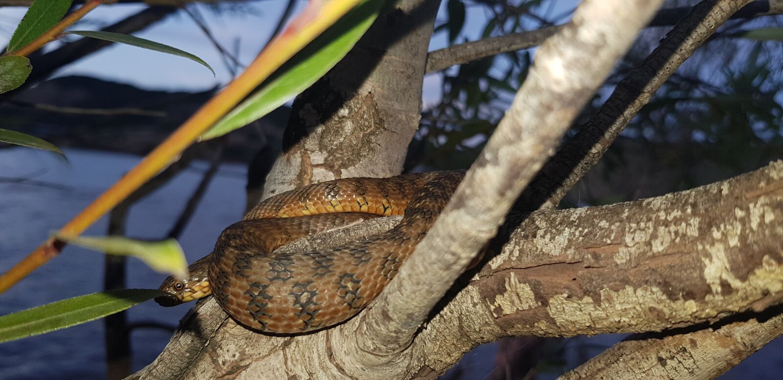 Samsung Galaxy S8 sample photo. Snake, snake viperine, reptile photography