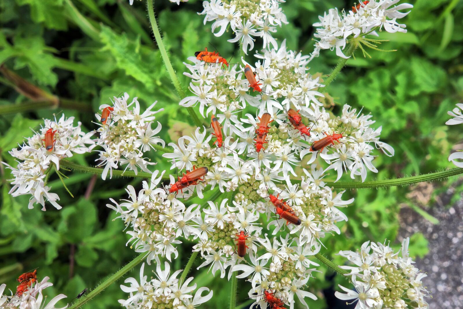 Sony Cyber-shot DSC-RX100 sample photo. Insect, beetle, red soldier photography