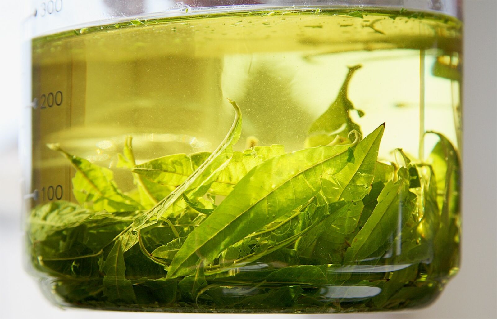 Canon EOS 40D sample photo. Tee, herbs, lemon verbena photography