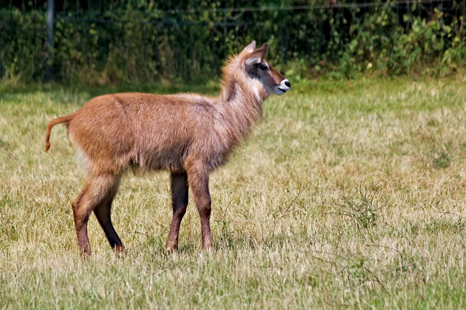 Canon EOS 550D (EOS Rebel T2i / EOS Kiss X4) sample photo. The antelope, waterbuck, large photography