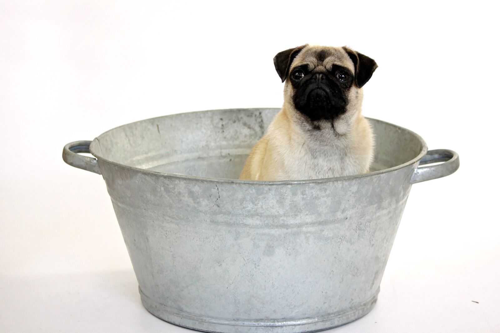 Canon EOS 500D (EOS Rebel T1i / EOS Kiss X3) sample photo. No person, dog, pug photography