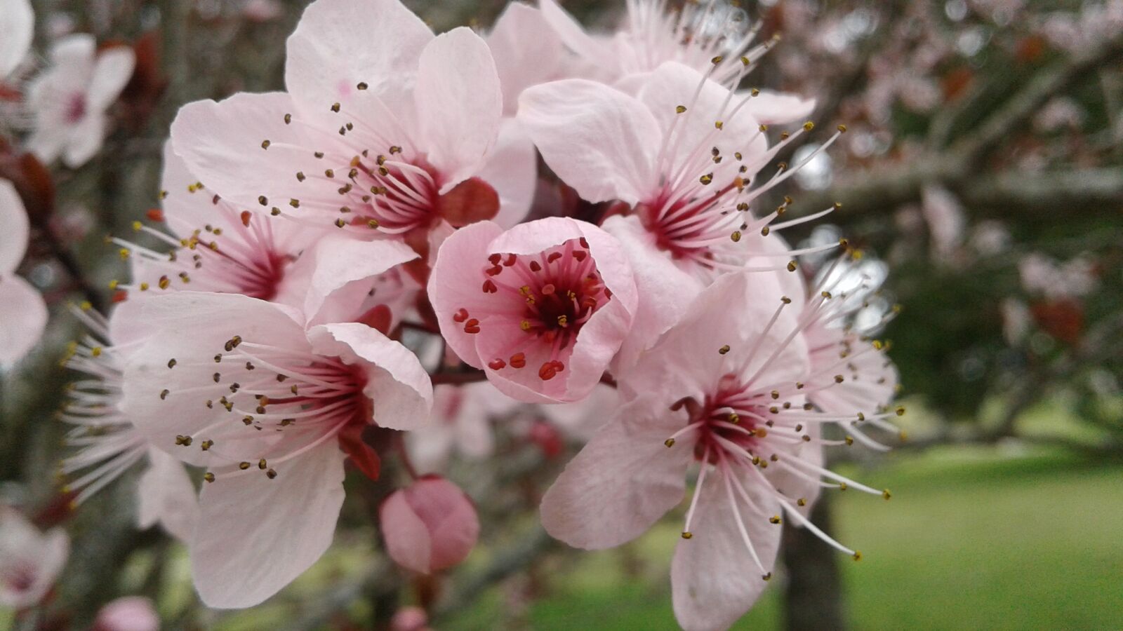 Samsung Galaxy J2 sample photo. Plum, plum tree, flower photography