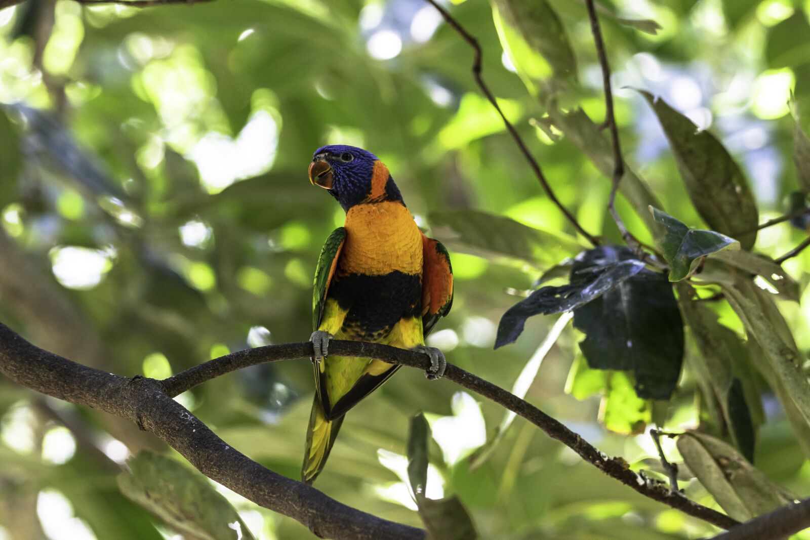 Canon EOS 80D sample photo. Birds, parrots, wildlife photography