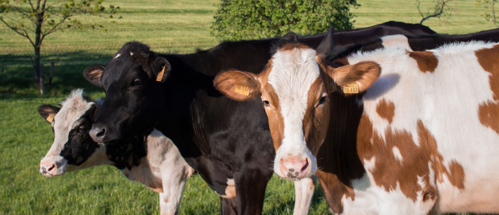 Canon EOS 600D (Rebel EOS T3i / EOS Kiss X5) sample photo. Cows, dairy cows, cattle photography