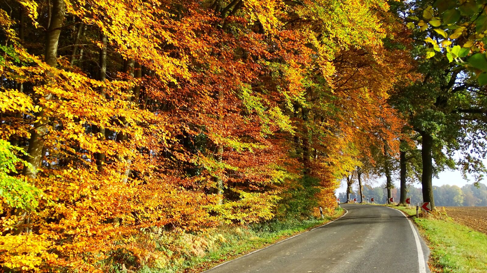 Sony Cyber-shot DSC-HX400V sample photo. Autumn, forest, nature photography