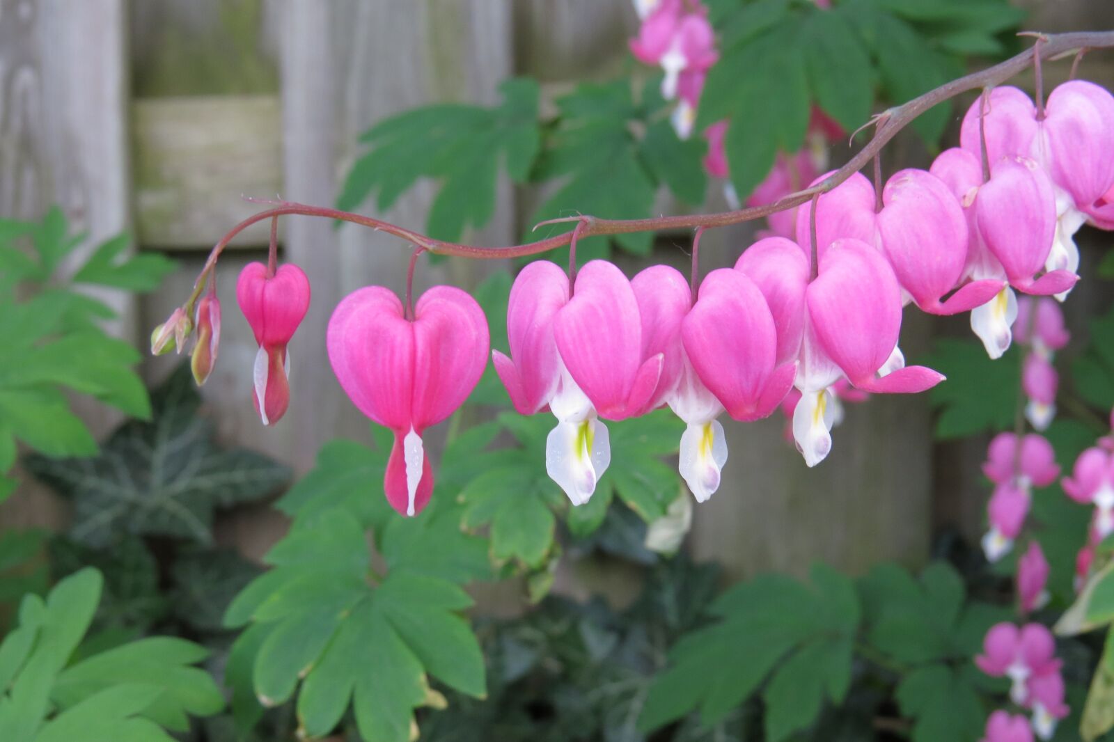 Canon PowerShot SX50 HS sample photo. Flower, bleeding heart plant photography