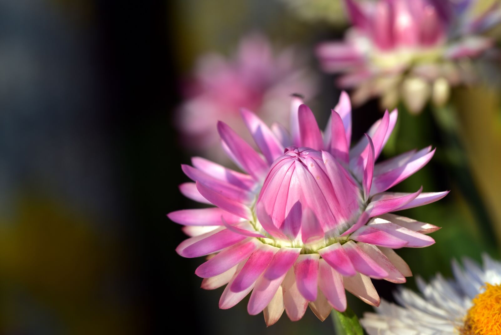 Nikon D750 sample photo. Italicum, summer, blossom photography