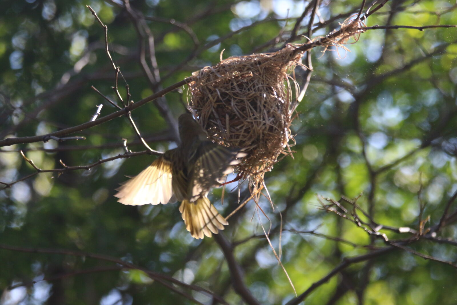 Canon EOS 7D Mark II sample photo. Animal, bird, branch, built photography