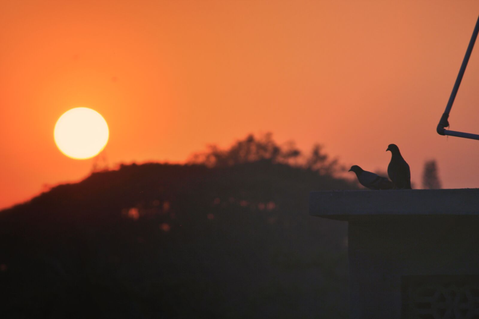 Canon EOS 1300D (EOS Rebel T6 / EOS Kiss X80) sample photo. Love, bird photography