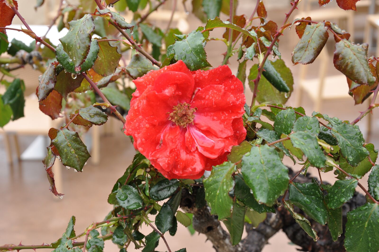 Nikon D90 sample photo. Red rose, flower, rain photography