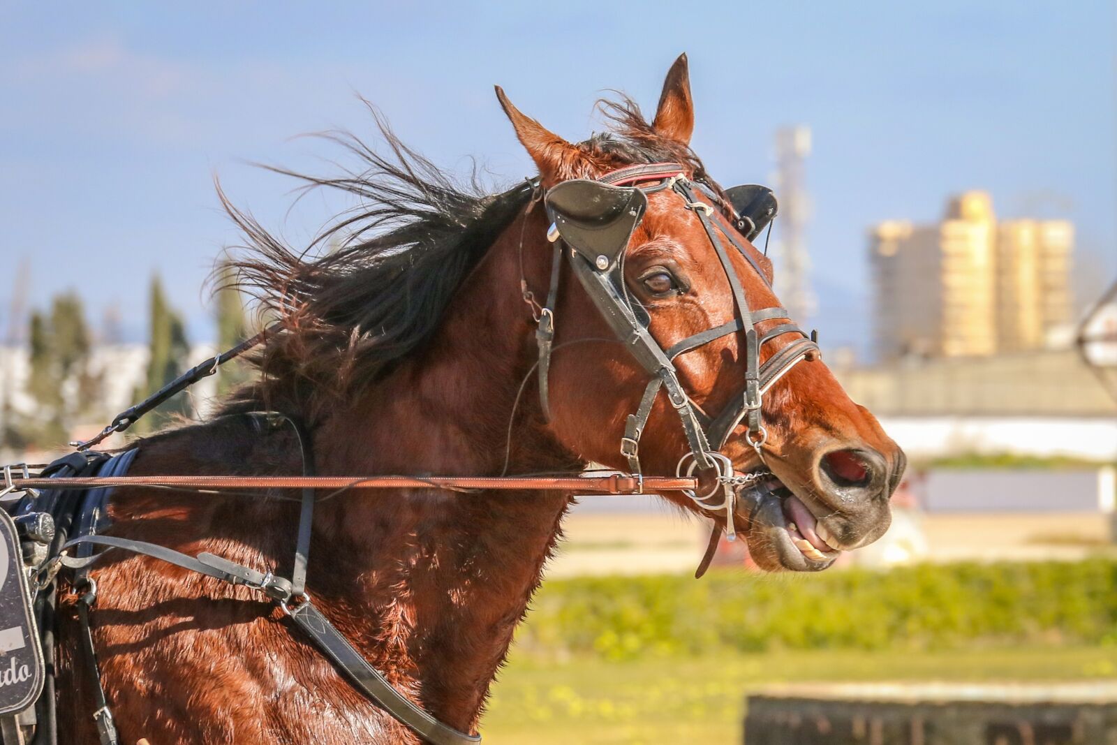 Canon EOS 7D Mark II sample photo. Horses, racing, trot photography