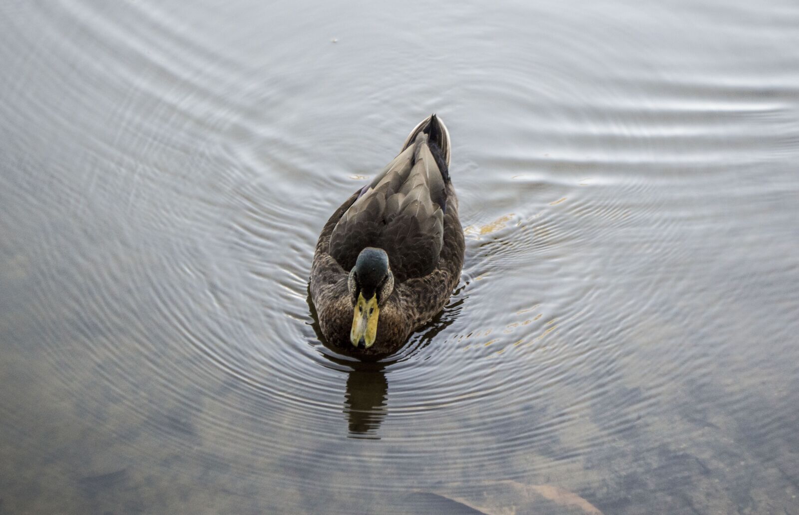 Nikon D3200 sample photo. Duck, animal, birds photography