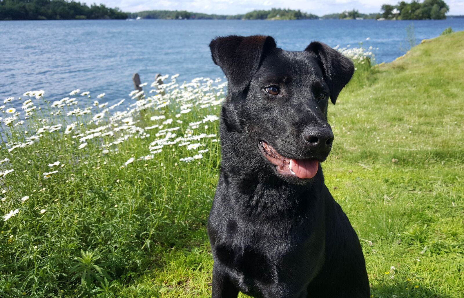 Samsung GALAXY S6 edge sample photo. Puppy, puppy on vacation photography