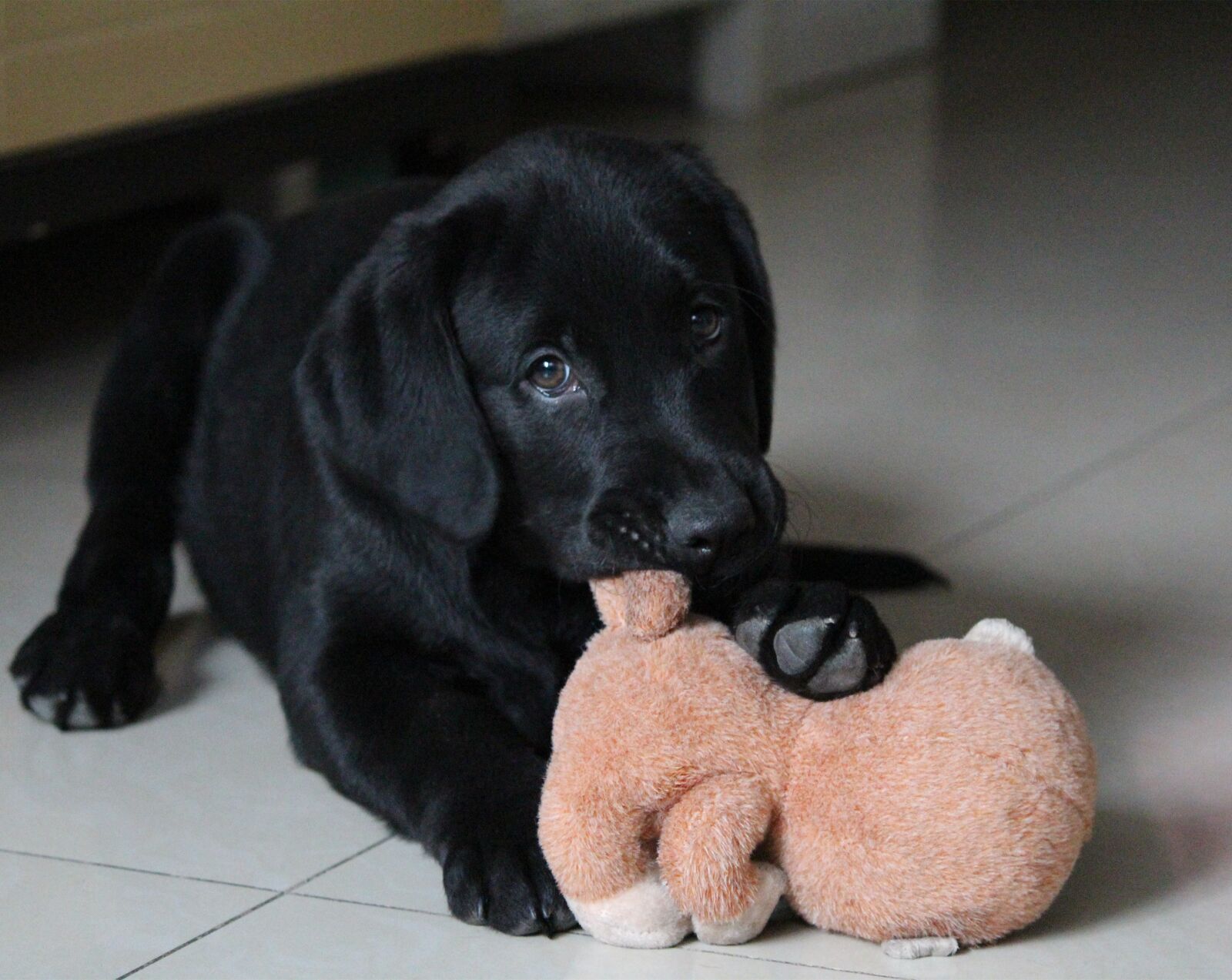 Canon EOS 1200D (EOS Rebel T5 / EOS Kiss X70 / EOS Hi) sample photo. Dog, sell ​​meng, play photography
