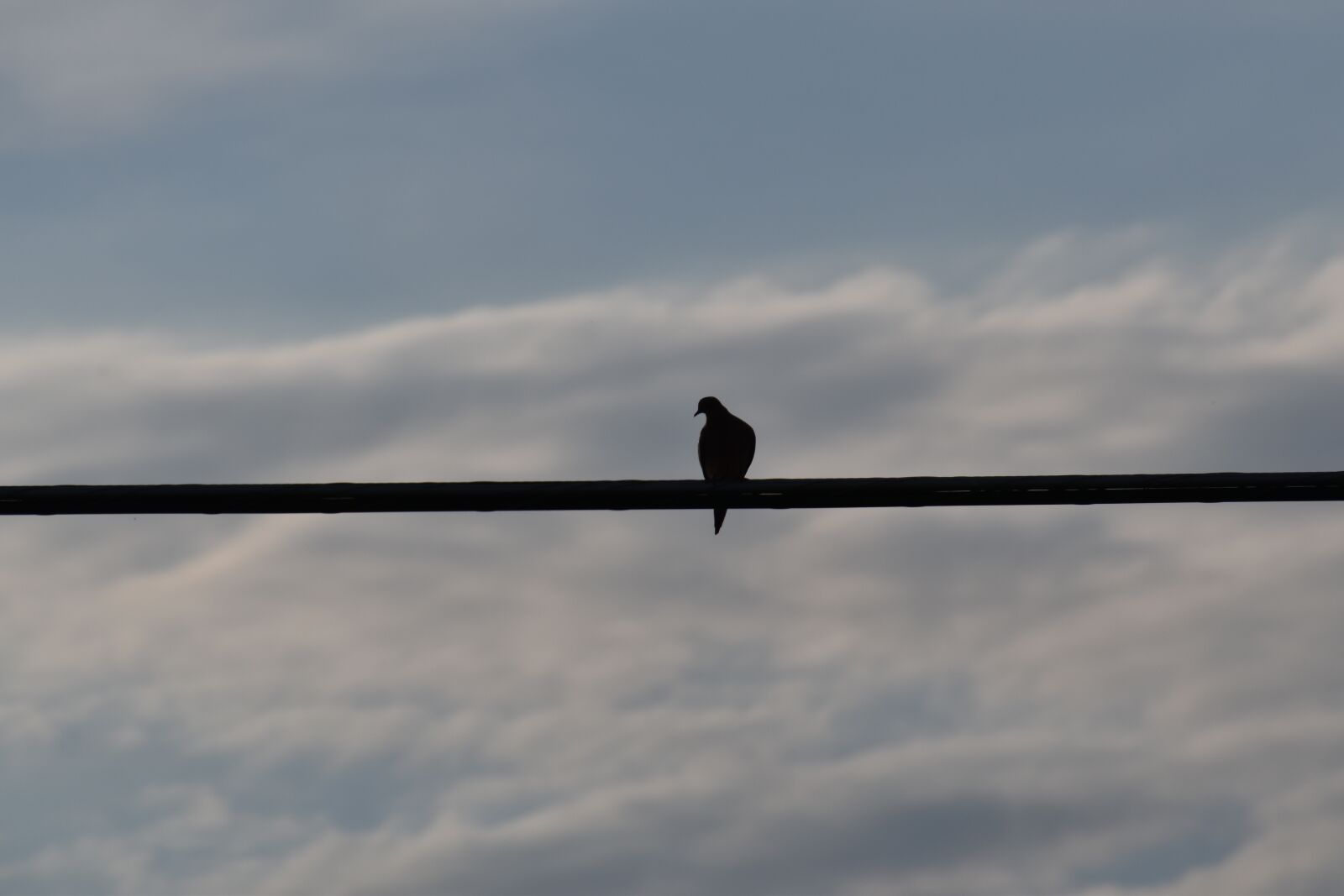Nikon D5500 sample photo. Bird on a wire photography