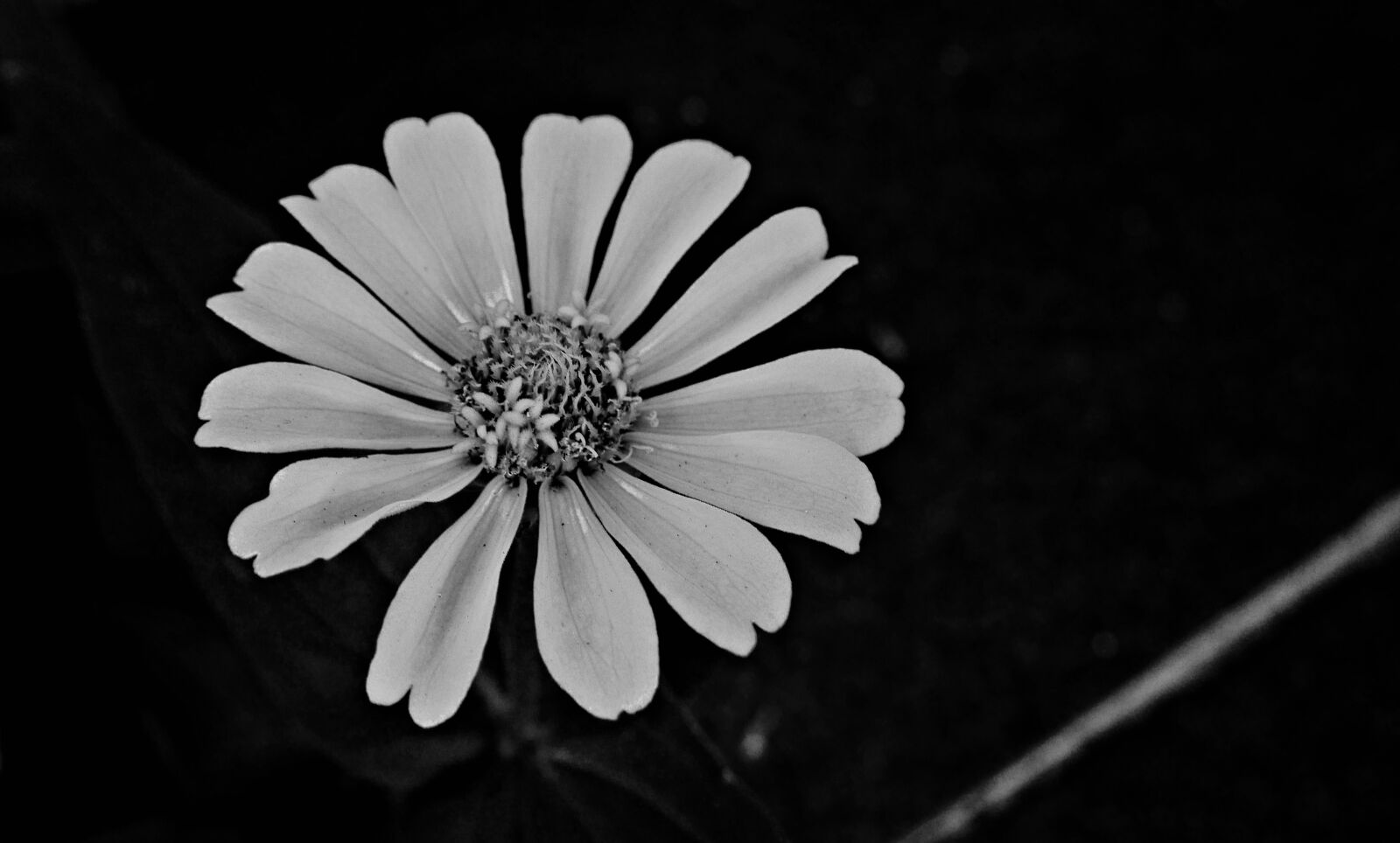 Panasonic Lumix DMC-GX7 sample photo. Black and white, flower photography