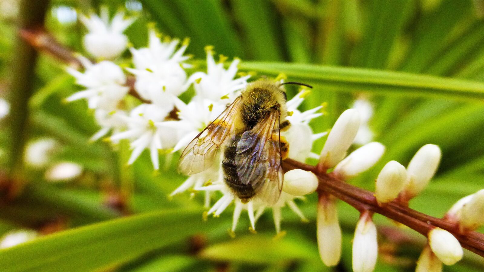 Panasonic Lumix DMC-ZS25 (Lumix DMC-TZ35) sample photo. Nature, flower, bee photography