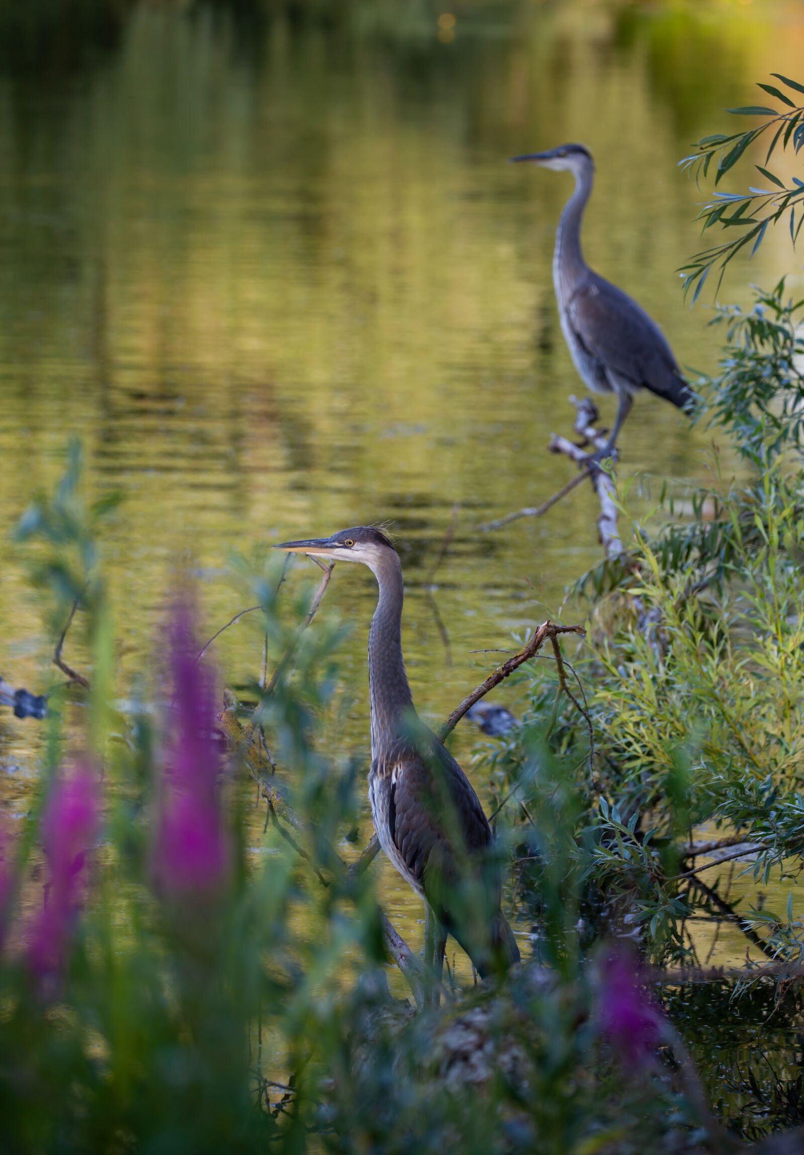 150-600mm F5-6.3 DG OS HSM | Contemporary 015 sample photo. Juvenile heron, waiting, blue photography
