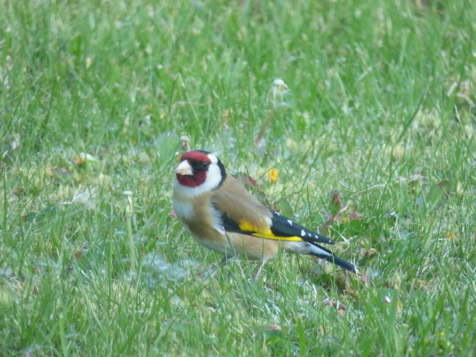 Panasonic DMC-FZ72 sample photo. Goldfinch, wild bird, garden photography