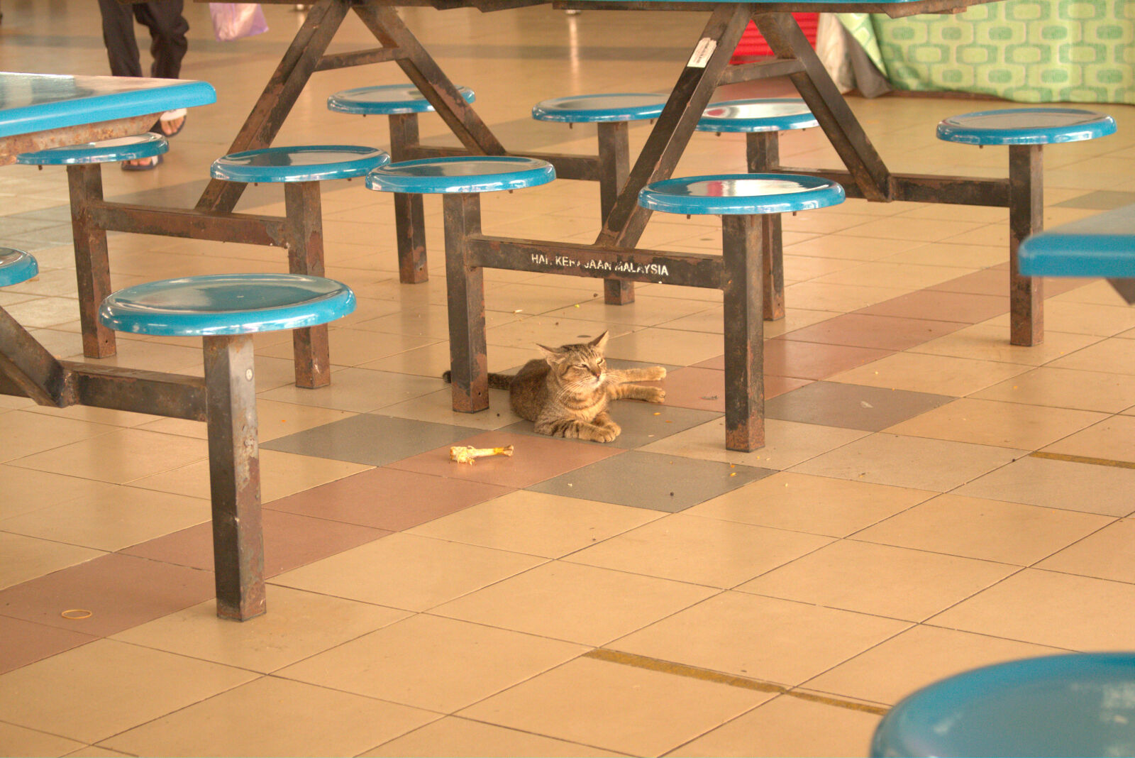 Canon EOS 70D sample photo. Cat2_70d photography
