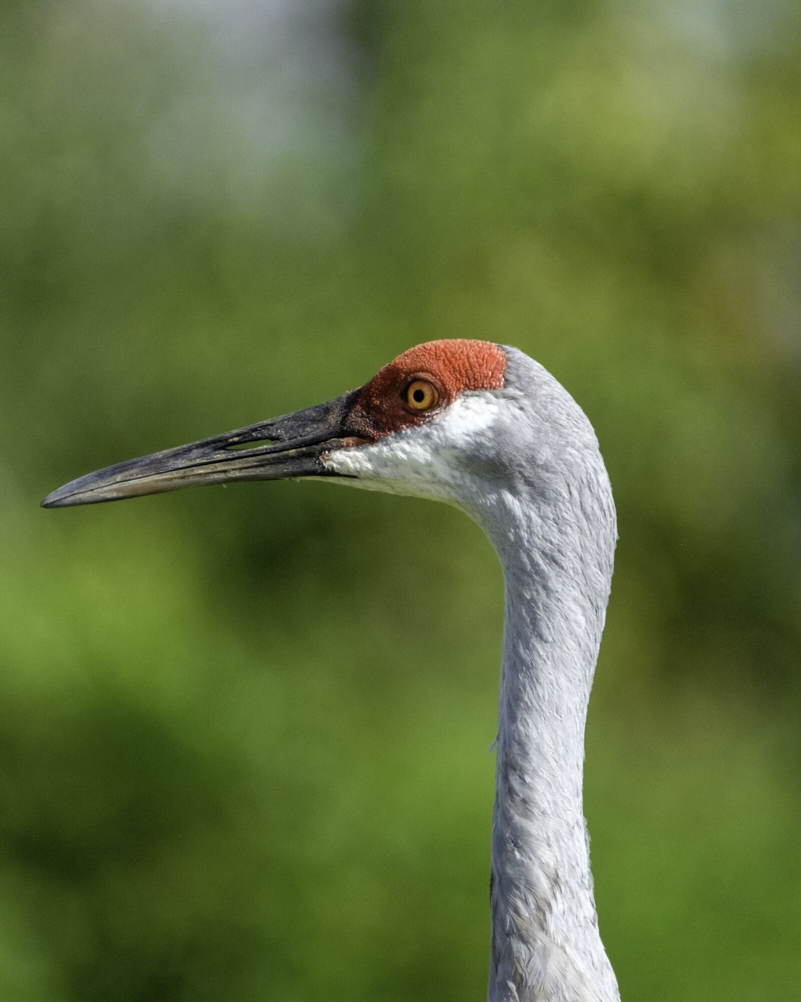 Fujifilm XF 100-400mm F4.5-5.6 R LM OIS WR sample photo. Bird, wildlife, animal photography