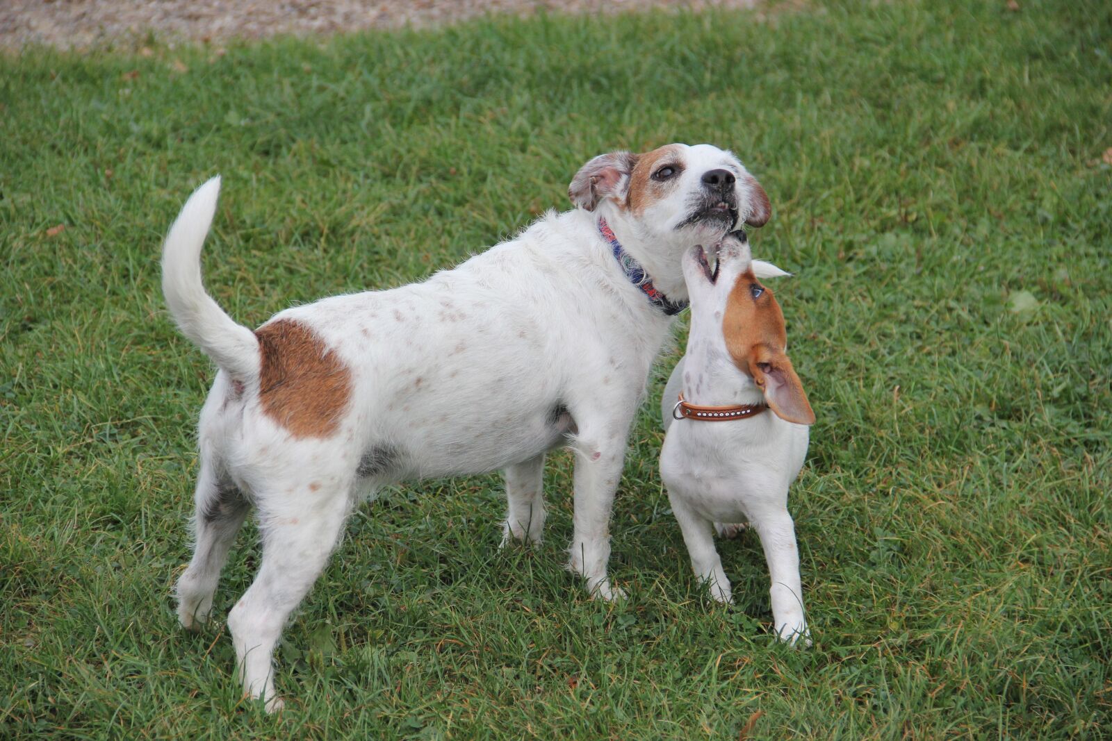 Canon EOS 550D (EOS Rebel T2i / EOS Kiss X4) sample photo. Jack russel terrier, play photography