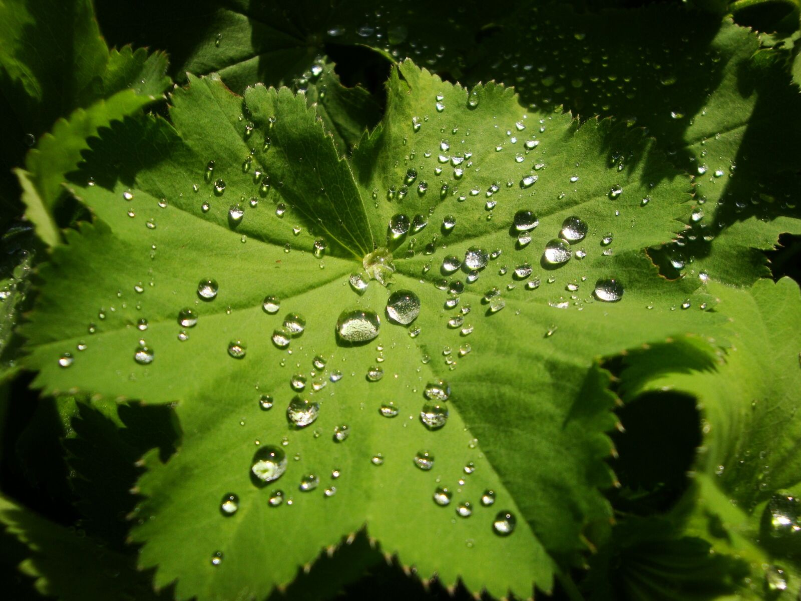 Sony Cyber-shot DSC-W170 sample photo. Drop of water, leaf photography