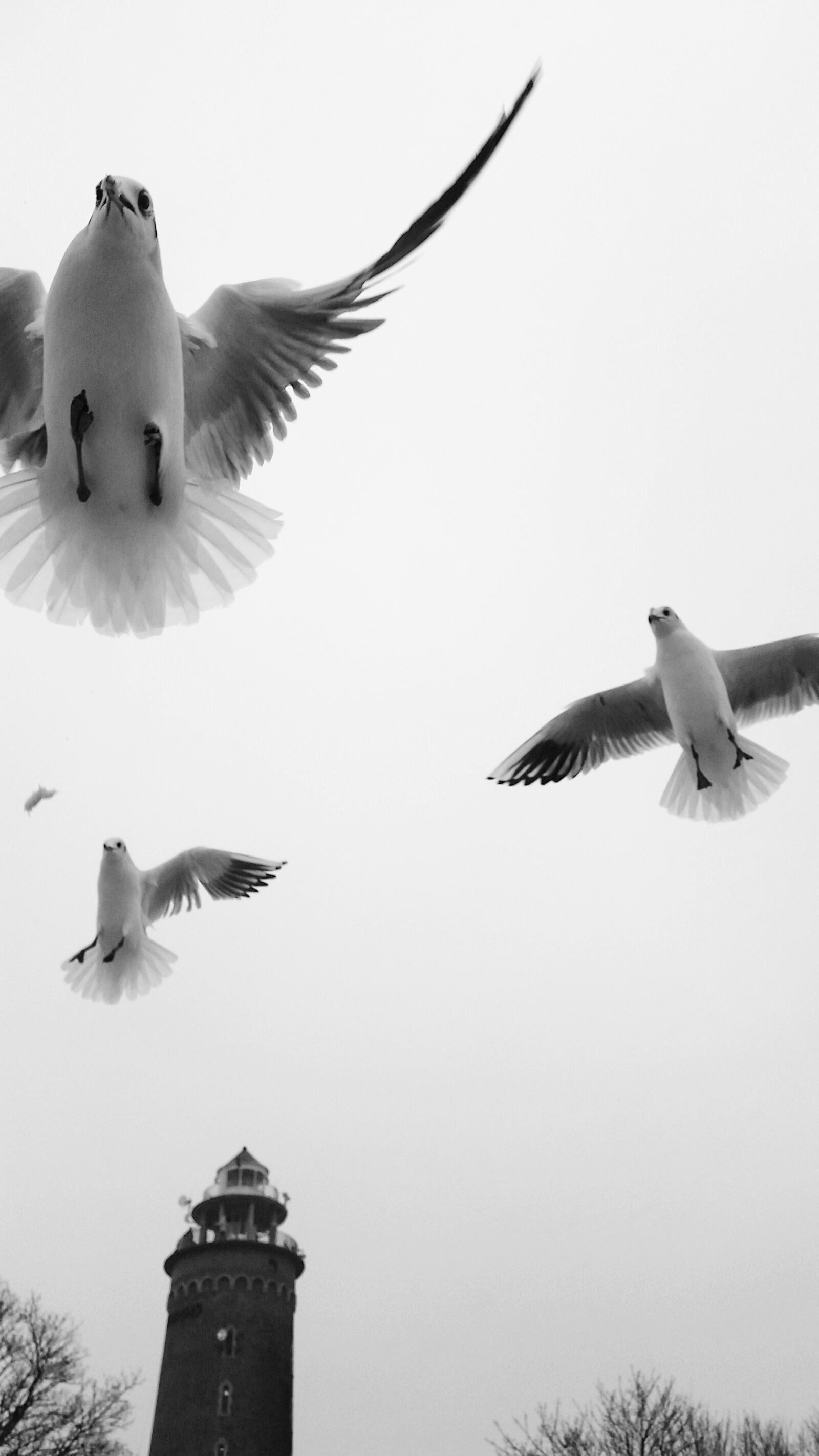Samsung Galaxy S5 sample photo. Birds, nature, animals photography
