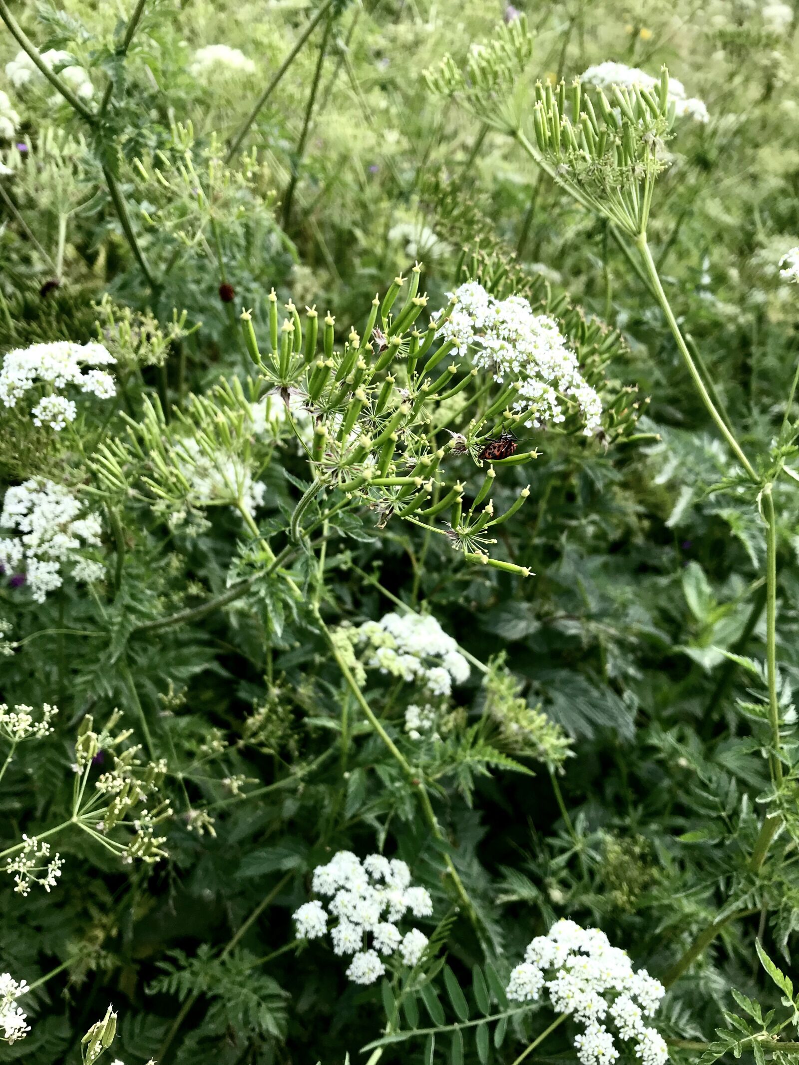 Apple iPad Pro (12.9-inch) (2nd generation) sample photo. Mount, flora, spring photography